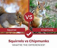 We did not find results for: Squirrels Vs Chipmunks How Different Are They Exactly Pest Strategies