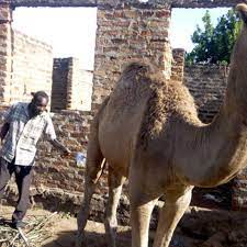 Our camel's urine has a smoky but bitter taste, good amber color, and an aftertaste that stays with you long after the illness is gone. however, being temperamental animals, the camels don't seem to appreciate the practice. Busia Villagers Drink Camel Urine To Treat Diseases Nation