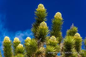Check spelling or type a new query. Cima Road Bluhende Joshua Trees Im Mojave National Preserve California Www Wilde Weite Welt De