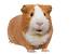 Baby Guinea Pig Long Hair