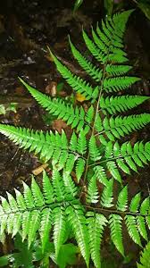 Image result for Tectaria