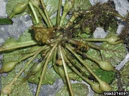 Image result for Trapa natans