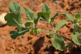 Image result for Acanthospermum hispidum