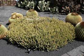 Image result for Euphorbia griseola