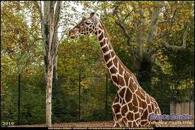 Netzgiraffe Wilhelma Stuttgart Oktober 2019 Giraffe Wilhelma Zoo Stuttgart Stuttgartgram Visitstuttgart Badenwu In 2020 Instagram Posts Instagram Giraffe