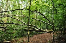 Alman dilinde vadi tal ve ya thal denildiği için neandertal adını almışlardır. Hike Through Today S Neandertal Along The Dussel