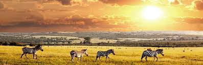 Jeep safaris in kenia zum amboseli nationalpark, erleben sie einen der bekanntesten nationalparks auf einer safari in kenia , individuelle 4 bis 5 tage. 2 Wochen Badeurlaub In Kenia Inkl 4 Tage Masai Mara Safari