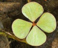 Image result for Mohria vestita