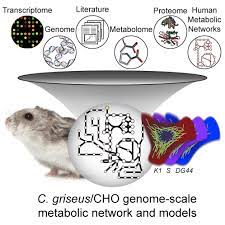 Hamster picture 835 1000 jpg / large twin towner syrian. A Consensus Genome Scale Reconstruction Of Chinese Hamster Ovary Cell Metabolism Cell Systems