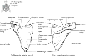 This mobility provides the upper extremity with tremendous range of motion such as adduction, abduction, flexion, extension, internal rotation, external rotation, and 360° circumduction an image depicting shoulder anatomy can be seen below. The Pectoral Girdle Anatomy And Physiology