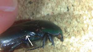 The larvae then target the roots of dead and decaying palo verde trees, citrus trees and cottonwoods for nourishment. Verde Root Borer Beetle