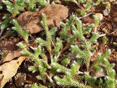 Image result for Selaginella dregei