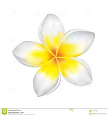 Pin On Plumaria Image References For Art