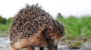 This is the translation of the word hedgehog to over 100 other languages. Why Did The Hedgehog Not Cross The Road Because It Had Adapted Its Behaviour In Order To Thrive In A Threatening Man Made Environment The Independent The Independent