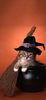 Pin By Rhonda Gilmore On Halloween Kittens Cutest Beautiful Nature Wallpaper Cute Wallpapers