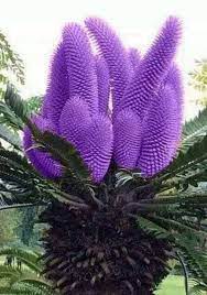 Along with hero and lozen, other fashionable and unique names from history that would work well on modern babies include alaric, cassia, cato, eluned, isolde, leonidas, meliora, and xerxes. Pin By Rada Gusevski On Priroda Beautiful Flowers Photos Unusual Flowers Strange Flowers