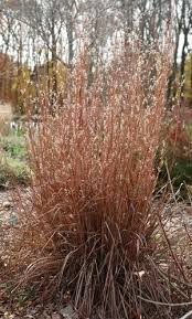 Image result for Schizachyrium