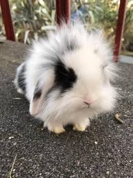 Adorable Baby Lion Lops For Sale Please Text For More Detail And More Photos Males And Females A Baby Bunnies Cutest Bunny Ever Bunny