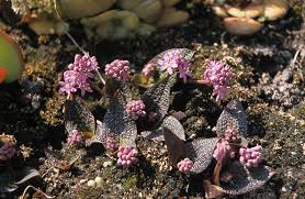 Image result for Ledebouria luteola