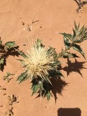 Image result for Calostephane divaricata