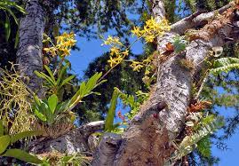 Bagi pokok orkid biasa terdapat jenis dendrobium pelbagai warna, oncidium, mokara dan vanda. Gambar Dan Nama Spesis Orkid Eksotik