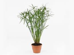 Image result for Cyperus glaucophyllus