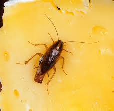 How to get rid of cockroaches. The Scent Of Their Own Poop Entices Cockroaches To Congregate Science Smithsonian Magazine