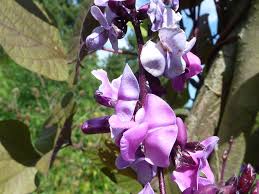 Hyacinth bean vine is a plant that always turns heads. Lablab Purpureus Hyacinth Bean Indian Bean Lablab North Carolina Extension Gardener Plant Toolbox