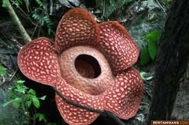 5 bank terbesar di indonesia, bri masih merajai dunia perbankan 4 menit membaca oleh maria nofianti pada april 1, 2021. Wow Pecahkan Rekor Terbesar Di Dunia Bunga Rafflesia Mekar Di Agam Berita Minang
