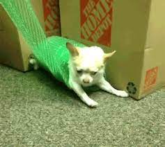 Via Giphy Giphy Gif Doggy