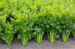 Image result for where is celery grown in the usa