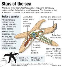 Newsela Thousands Of Sea Stars Succumb To Disease On The