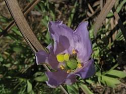 Image result for eustoma maurine