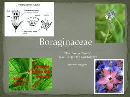 Image result for Boraginaceae