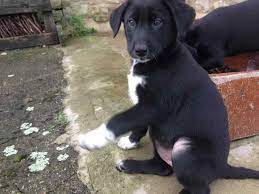 Check spelling or type a new query. Labrador Border Collie Mix Puppies For Sale Petsidi