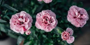 Check spelling or type a new query. 5 Mystika Gia Th Frontida Ths Garyfallias Ta Mystika Toy Khpoy