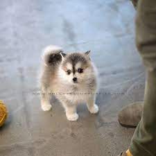 How much are teacup puppies, micro teacup puppies, teacup maltese puppies, teacup maltipoo puppies, teacup puppies price, cheap teacup bear puppies, long haired teacup chihuahua puppies for sale, newborn teacup pomeranian puppy, pictures of teacup puppies,rolly teacup. Cody Pomsky Male Is Here Rollyteacuppuppies Beautiful Fluffy Coat A Husky Look With A Petite Body Out Going And Fast L Husky Fluffy Coat A Husky