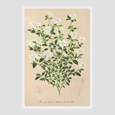 Image result for Hyperacanthus amoenus