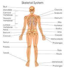 It provides the visual representation of all the possible causes for a. Drug Abuse Programs The Skeleton System Find Substance Abuse Programs