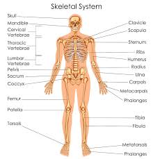 Can you identify these bones on the diagram below? Drug Abuse Programs The Skeleton System Find Substance Abuse Programs