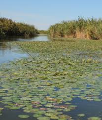 Image result for Cyperus trigonellus