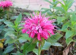 Doa has created a super bee to fight colony collapse disorder, science and technology, 5 replies bee balm dying, garden, 6 replies bee bee gun safety, raleigh, durham, chapel hill, cary, 13 replies to bee or not to bee, other topics, 1 replies Bergamot Herb Britannica