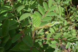 Image result for Indigofera astragalina