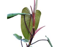 Image result for Englerodendron