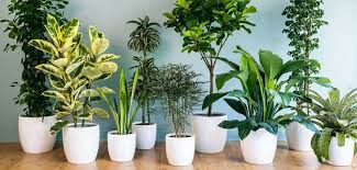 Gelsomino del capo gardenia jasminoides bianco. Salubrita Dell Aria Piante D Appartamento Alleate Numero Uno Green It