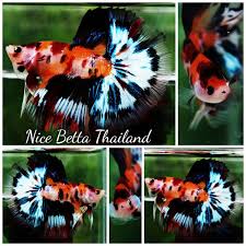 Shop Nice Betta Thailand Co Ltd In 2020 Betta Fish Betta Siamese Fighting Fish