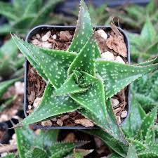 Image result for Aloe wildii