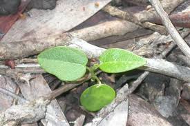 Image result for Pycreus mundtii