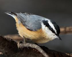 Common Birds Of Cape Cod Red Breasted Nuthatch Welcome To A Photographic Journey Through The Woods Fields And Marshes Of New England Backyard Birds Nuthatch Animals
