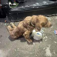 Stray Dog Support | What A Miracle!❤️ ⭐️See video of her walking⭐️ Look  what a little bit of love and care can do. When Liza was found on the  streets of… | Instagram